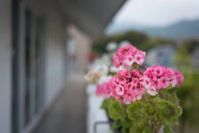 Doi Tung View Resort