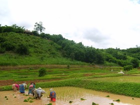 Rai Saeng Arun