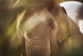 Anantara Golden Triangle Elephant Camp & Resort