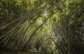 Four Seasons Tented Camp Golden Triangle