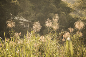 Four Seasons Tented Camp Golden Triangle