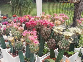 Viengkaew Resort