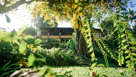 Phu Tarn Tree