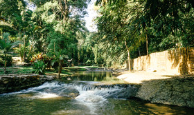 Phu Tarn Tree