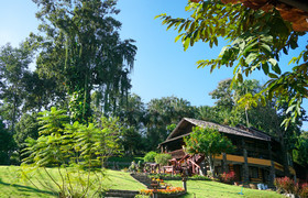 Phu Tarn Tree