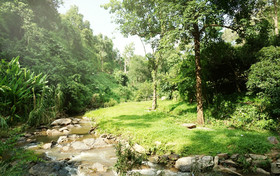 Phu Tarn Tree
