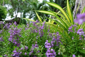 Mai Yai Resort