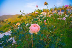 Vin View Rose Garden Resort
