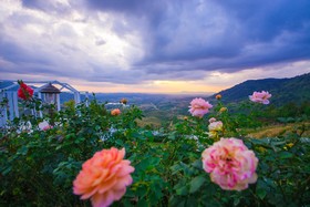 Vin View Rose Garden Resort
