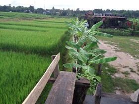 Him Doy Muang Pan