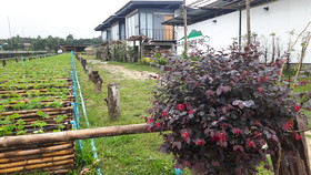 Him Doy Muang Pan