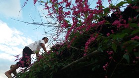 Him Doy Muang Pan