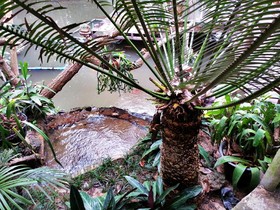 Pallada Bromeliads Garden & Resort