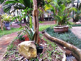 Pallada Bromeliads Garden & Resort