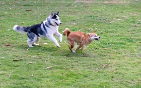 Pawtel