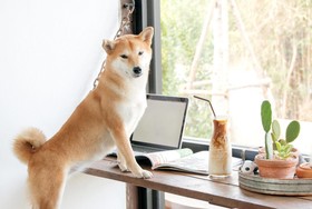 Pawtel