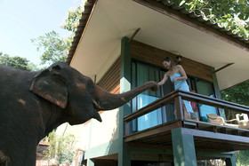 Chiang Mai Elephant Friends
