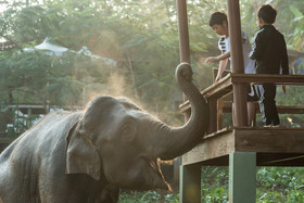 Chiang Mai Elephant Friends