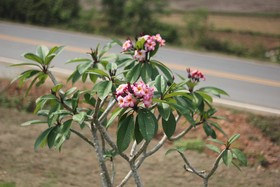 Rapeepong Resort Nanthai