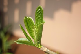 Rapeepong Resort Nanthai