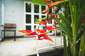 Canary Guesthouse