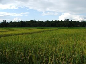 Good Morning Pai