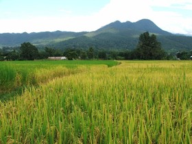Good Morning Pai