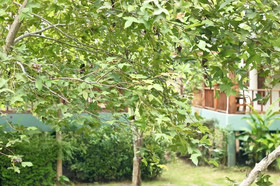 Pai Flora Resort