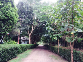Pai Flora Resort