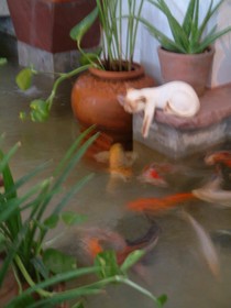 Casa Holiday Hotel