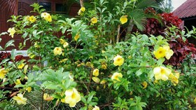 Thai Loei 300 Pee Resort