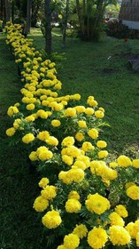 Thai Loei 300 Pee Resort