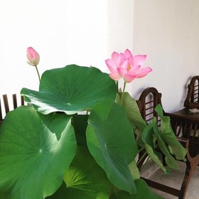 Oldtown Boutique House