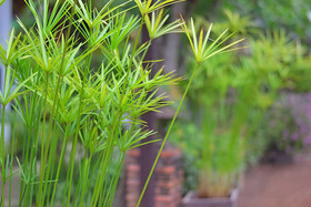 Thai Thai Sukhothai Guesthouse