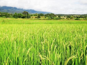 Sweet Memories @ Pai