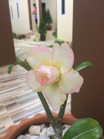 Green Season House