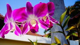 Les Palmares Villas Phuket