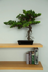 Zen Studio Suite by Holiplanet