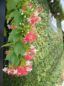 Ideo Phuket Hotel