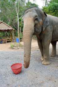 Elephant Jungle Sanctuary