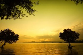 The Mangrove by Blu Monkey