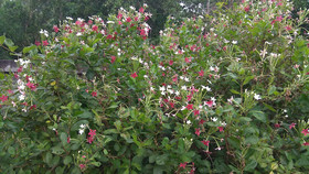 Ruen Phu Ngam Homestay