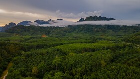 Khao Sok River Home Resort