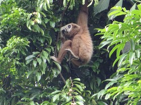 Khao Sok Silver Cliff Resort
