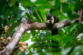 Khao Sok Silver Cliff Resort