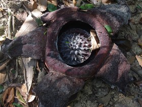 Khao Sok Silver Cliff Resort