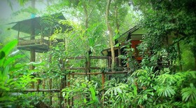 Khao Sok Tree House Resort