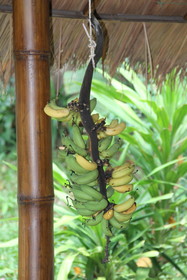 Gecko Lipe Resort