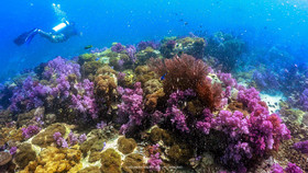 Satun Dive Resort