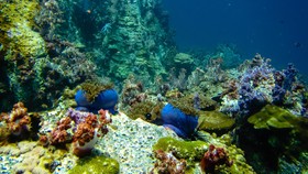 Satun Dive Resort